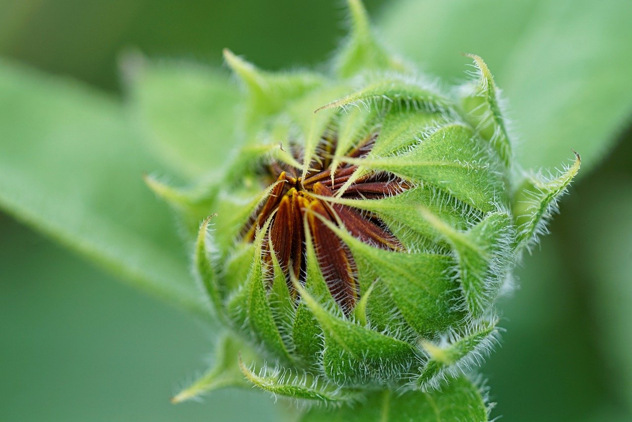 Growing Your Own Medicine: A Guide to Medicinal Plants